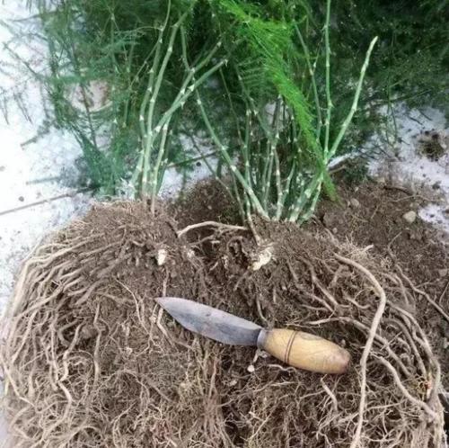 艾青：花卉种植者的梦想