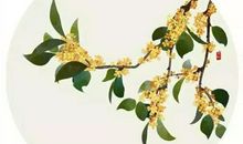 关于桂花的诗句