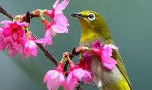 用鸟语花香造句