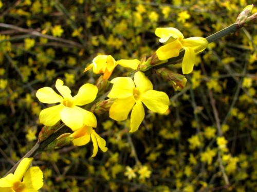 句子与春天的花朵开