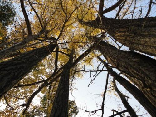 郭沫若：“银杏”