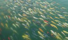 做逆流而上的鱼