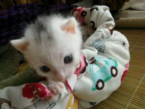 写作动物组成：我的白色和灰色