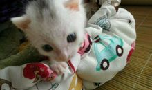 写动物作文：我的小白和灰灰