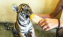 用养虎为患造句