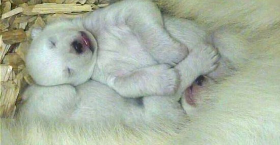 描述北极熊的句子