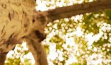 余秋雨：贵池傩