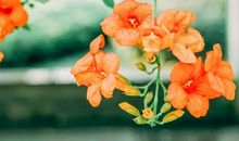 心语：不求而得的，往往求而不得