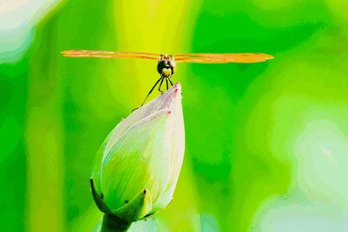 描述昆虫的段落