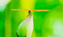 描写昆虫的一段话