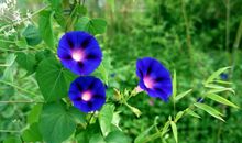 描写牵牛花的古诗