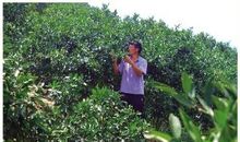 李广田：到桔子林去