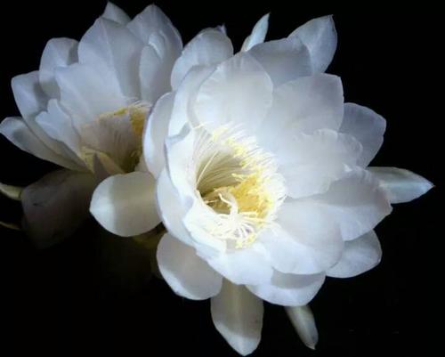 经典语录：尽管锅中闪过，但香味仍在您的手指中