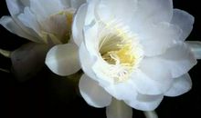 经典语录：昙花虽一现，芳香在指间