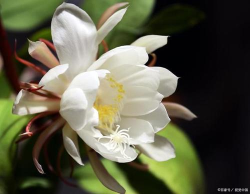 在句子中的句子中使用Flash