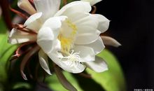 用昙花一现造句