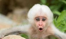 超级难的绕口令：狗与猴