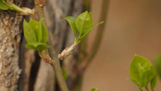 梁玉春：又是绿草的一年