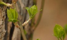 梁遇春：又是一年春草绿