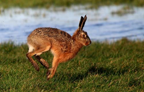 像野兔一样奔跑