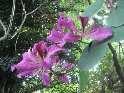 一个很好的部分描述紫荆花