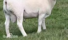 超级难的绕口令：前村有只白脖白鼻白绵羊