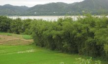 家乡景色的好段