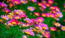 早安心语：喜欢的人远远地看