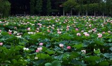 经典语录：有一种感情叫无缘，有一种放弃叫成全