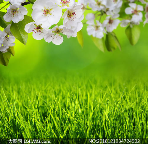 超硬绕口令：草地