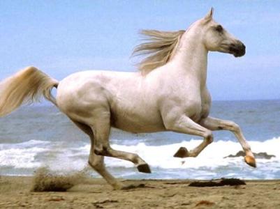 一段描述马的好地方