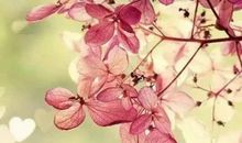 早安心语：未来不迎，过往不恋，活好当下