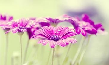 早安心语：恶心的嘴是由于心中的悲惨