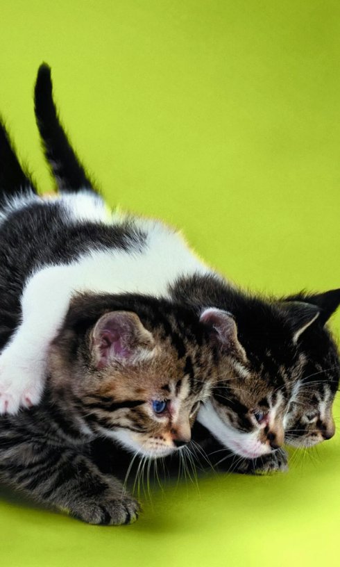 停止相信在起跑线上获胜的谎言