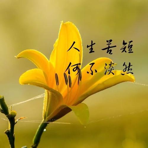 早安心语：只有当你开心地微笑时，悲伤才会消失