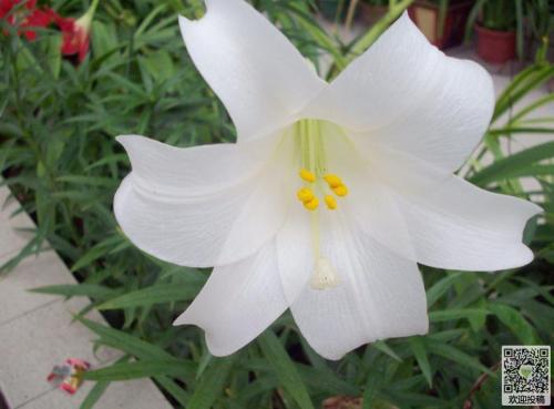 描述百合的陈述