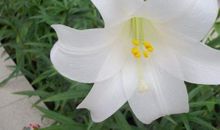 描写百合花的语句