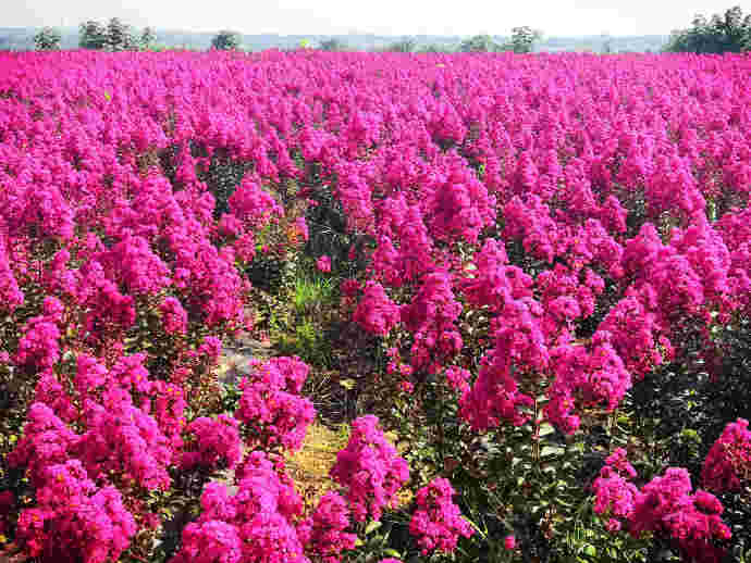扭舌菜三小片蔡小淮，赛小麦