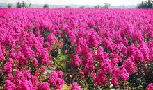 绕口令蔡小怀和赛小迈三则