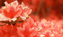 杜鹃花让我怦然心动作文