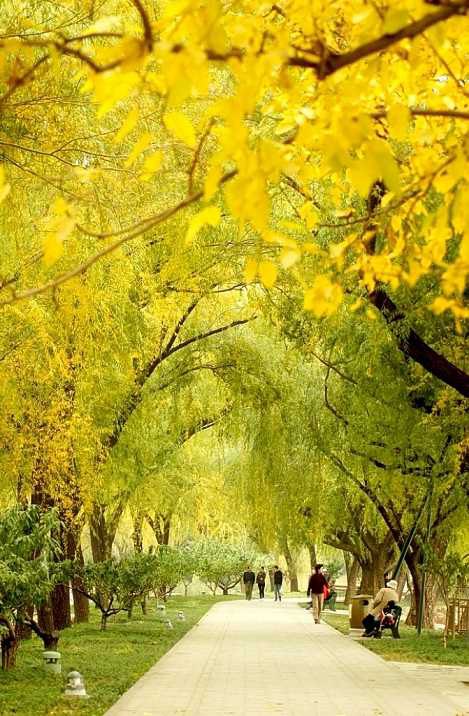 关于秋天的美丽陈述