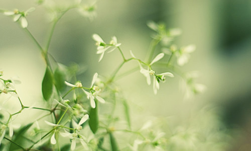 景观构成：初夏迷人