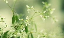 风景作文：迷人的初夏