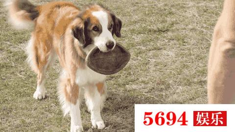 关于“狗的使命”的思考