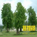 吴冠中：菩提树