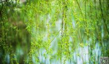 描写夏天柳树的好段