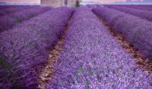 最好的幸福：有事做，有人爱，有所期待