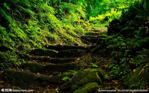 景观组成：春山林