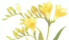 经典语录：你我情深缘浅，我却依然留恋