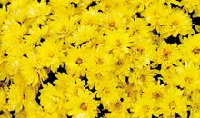 习作：金秋，遐想